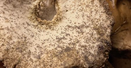 Zebrał 6,5 kg grzybów. Oniemiał, gdy przyjrzał się im z bliska