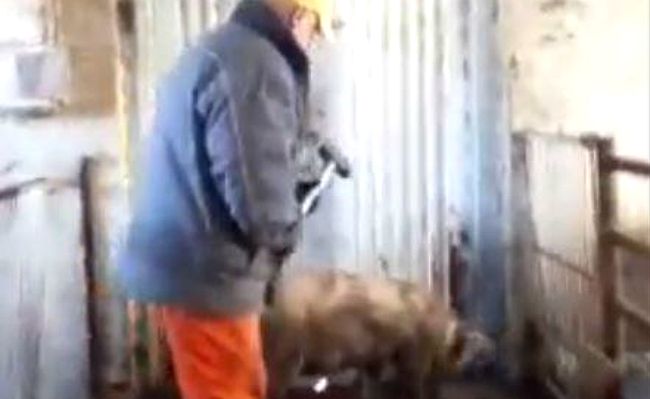 Barbarzyńcy z fermy zwierząt młotkiem mordowali świnie. Szokujące nagranie pracownika firmy
