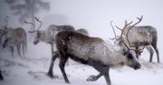 Złe wieści o reniferach. Winna zmiana klimatu