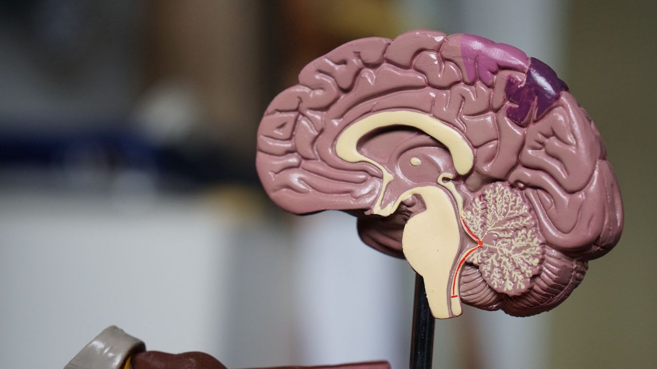 AI will help operate our brains.