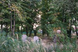 Oława. Wielkie sprzątanie niemieckiego cmentarza. Do akcji włączyły się osoby publiczne