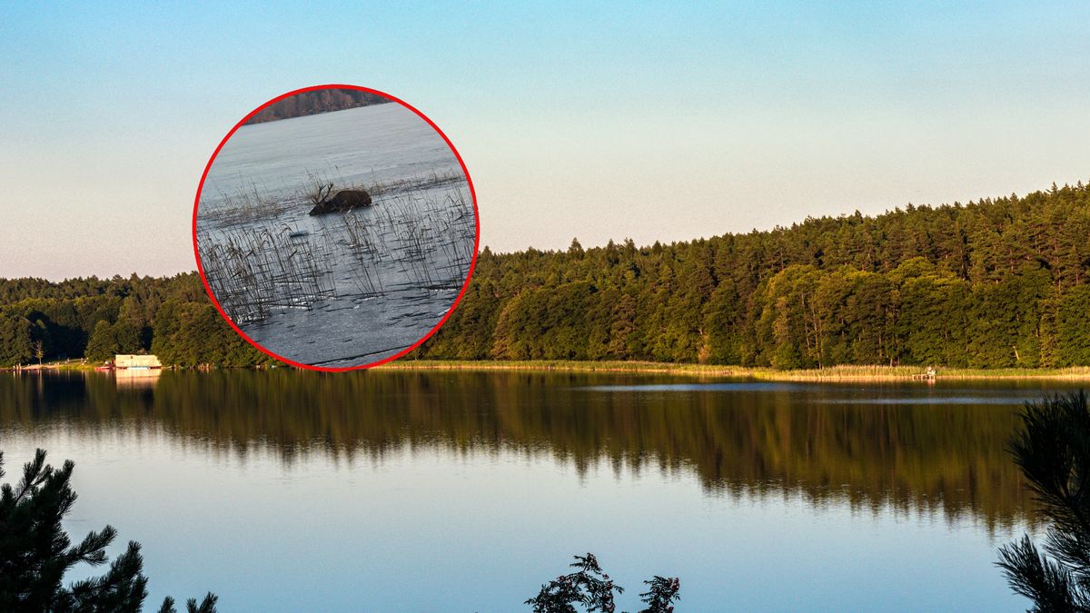 Strażacy szczęśliwie uratowali zwierzaka 