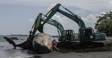 Woda wyrzuciła martwego kaszalota spermacetowego na plażę. Eksperci biją na alarm