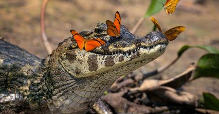 Aligator stał się księżniczką Disneya. Miał koronę z motyli