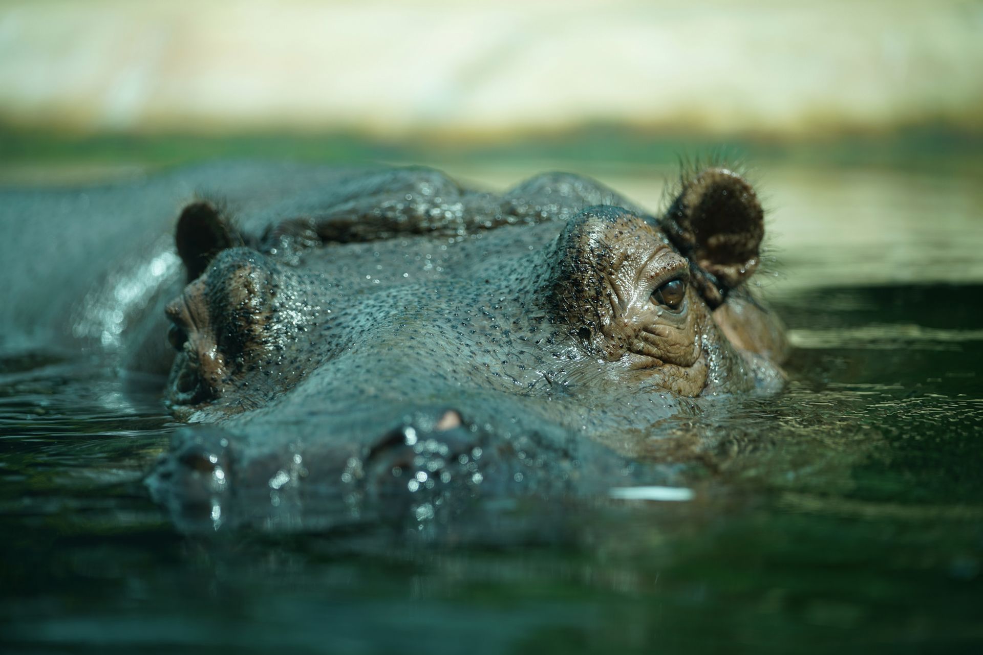 Sony FE 70–200 mm f/2.8 GM OSS - zdjęcia przykładowe z ZOO w Berlinie 16