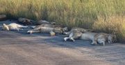 Koronawirus przepędził turystów. Lwy wykorzystały sytuację [Zobacz zdjęcia]