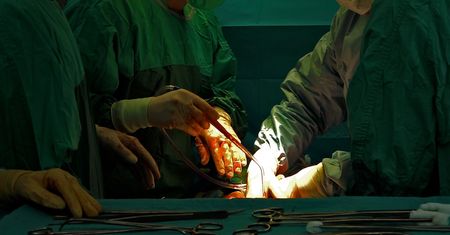 Rewolucja w medycynie? Nerki od świni podjęły pracę