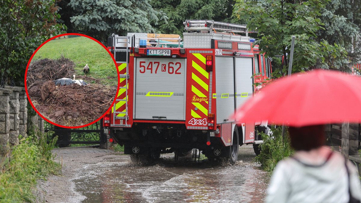 Wichura zniszczyła bocianie gniazdo