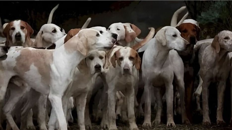 Na znalezienie trygrysa masz 8 sekund. Zwierzę sprytnie ukryło się na fotografii