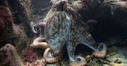 Czy ośmiornice miewają koszmary?