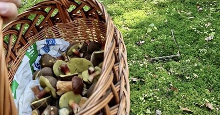 "Zaczęło się grzybowe eldorado". Pani Ewa zdradza, gdzie zbiera grzyby