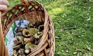 "Zaczęło się grzybowe eldorado". Pani Ewa zdradza, gdzie zbiera grzyby