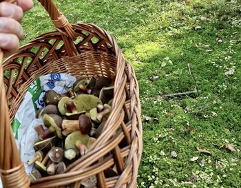 "Zaczęło się grzybowe eldorado". Pani Ewa zdradza, gdzie zbiera grzyby
