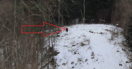 Chwycił za telefon. Oto kogo zobaczył w Bieszczadach