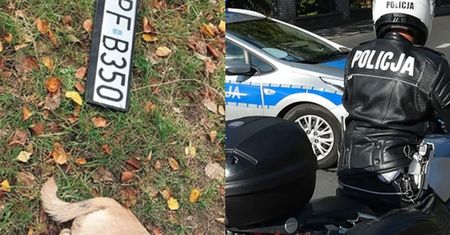 Pies zabity w Łodzi przez rozpędzony RADIOWÓZ POLICYJNY. Kierowca nie zatrzymał się, aby udzielić pomocy