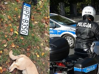 Pies zabity w Łodzi przez rozpędzony RADIOWÓZ POLICYJNY. Kierowca nie zatrzymał się, aby udzielić pomocy