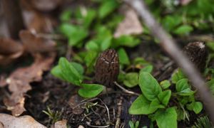 Jak rozpoznać wiosenne grzyby? Ekspertka wyjaśnia