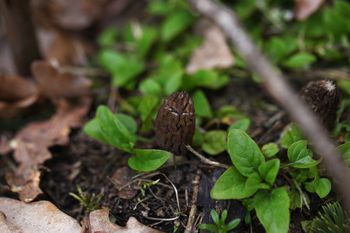 Jak rozpoznać wiosenne grzyby? Ekspertka wyjaśnia