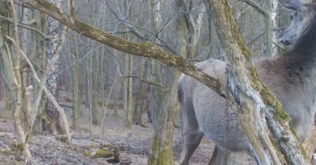 Uchwyciła to fotopułapka. Nadleśnictwo Baligród pokazało wideo