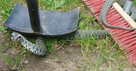 "Godz 16:08". Ruszyli na interwencję. Oto co znaleźli na działce
