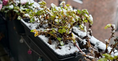 Obudź pelargonie. Wiosną ci się odwdzięczą