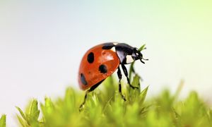 Wiesz, co to "boża krówka"? Masz szansę w tej krzyżówce