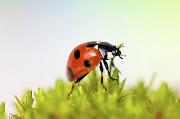 Wiesz, co to "boża krówka"? Masz szansę w tej krzyżówce