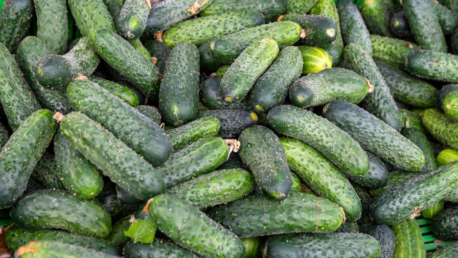 og�rki
Gorz�w Wielkopolski, 31.05.2024. Og�rki na Targowisku Miejskim, tzw. ryneczku przy Jerzego w Gorzowie Wielkopolskim, 31 bm. (ms/ibor) PAP/Ma�gorzata Sawoch
Ma�gorzata Sawoch
Gorz�w Wielkopolski, ceny, og�rki, owoce, rolnicy, rynek, targowisko, warzywa, zakupy, bazar, handel, sprzeda, sprzeda�