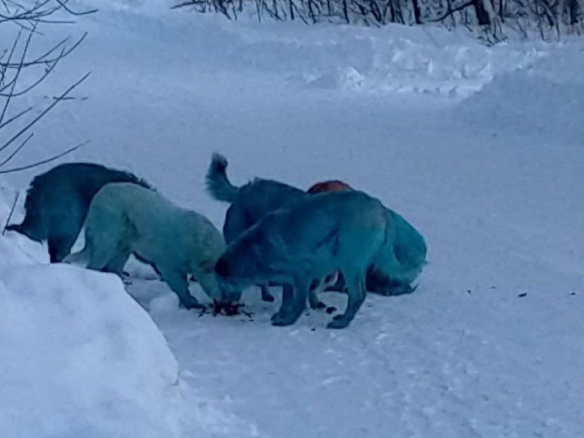 Niebieskie psy w Rosji. Przeprowadzono oględziny zwierząt