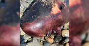 Znalazł dziwnego kaszalota na plaży. Zagadkowa śmierć rzadkiego gatunku