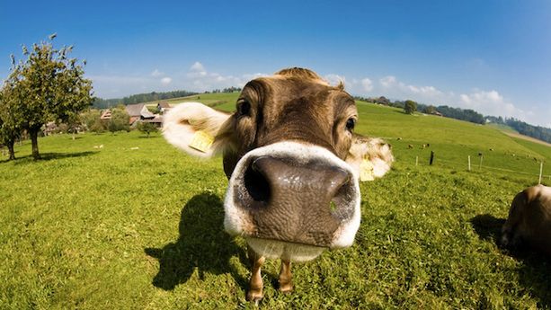 Wilk syty i owca cała. Czas na mięso bez zabijania 1