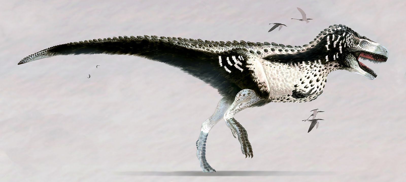 Zobacz, jak naprawdę wyglądał T. rex! 2