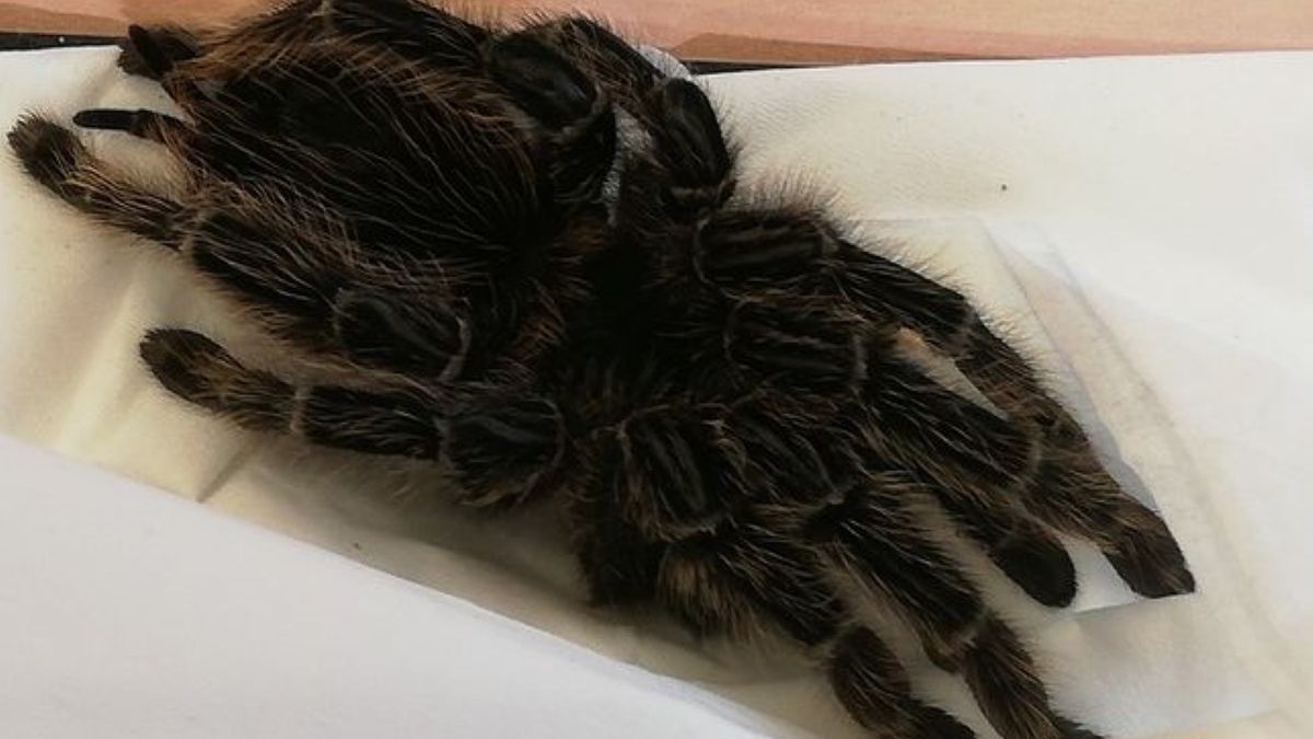 Przypadkowy przechodzień zauważył, że w trawie pod Pałacem Kultury i Nauki coś się porusza. To był wielki pająk