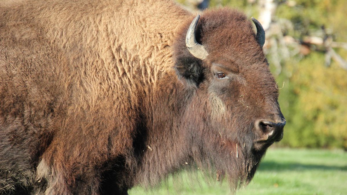 Żubry giną z rąk myśliwych w woj. zachodniopomorskim.