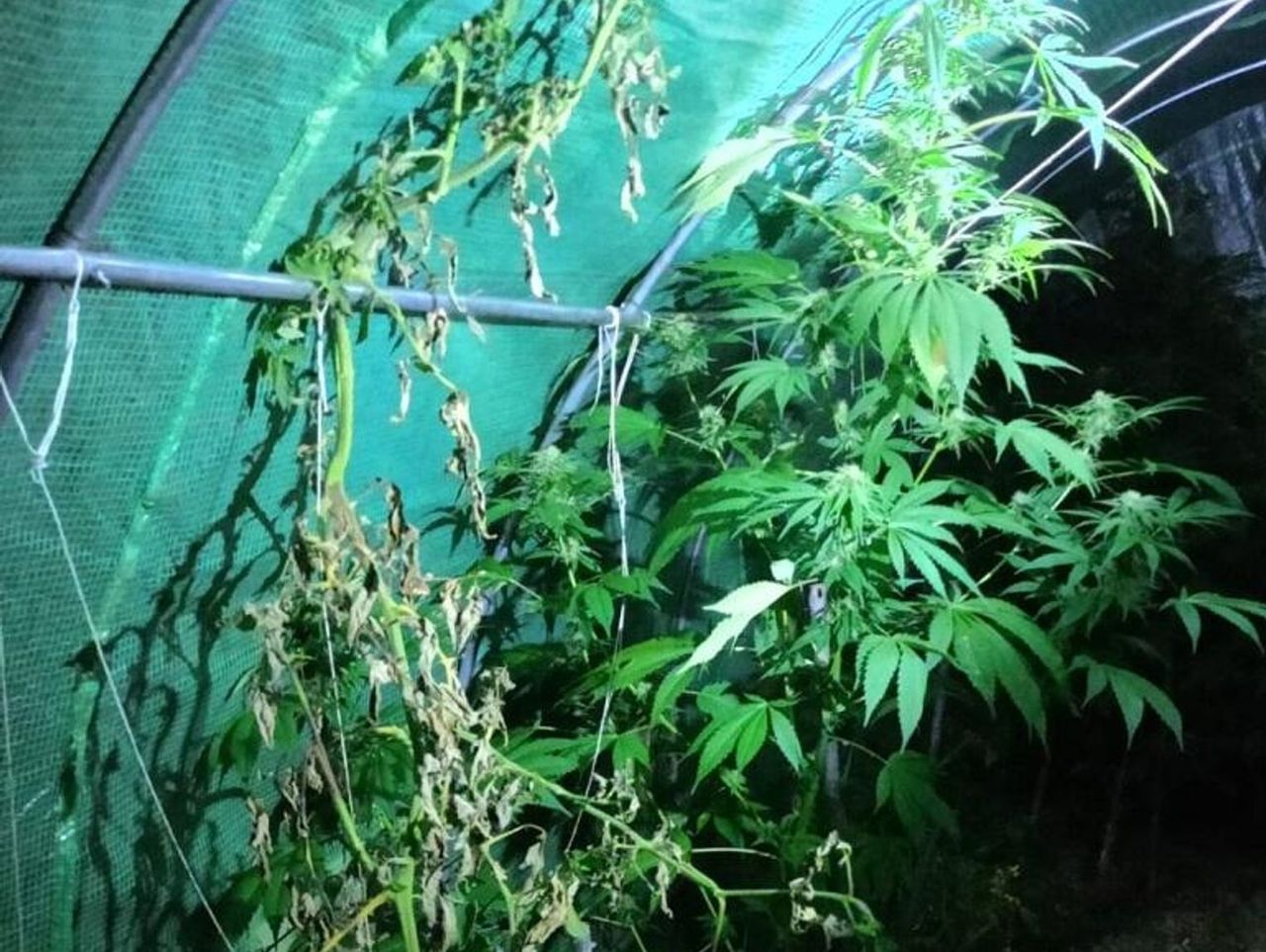 Złocieniec: Mężczyzna dziwnie się zachowywał, postanowili sprawdzić, czy czegoś nie ukrywa. W namiocie znaleźli konopie