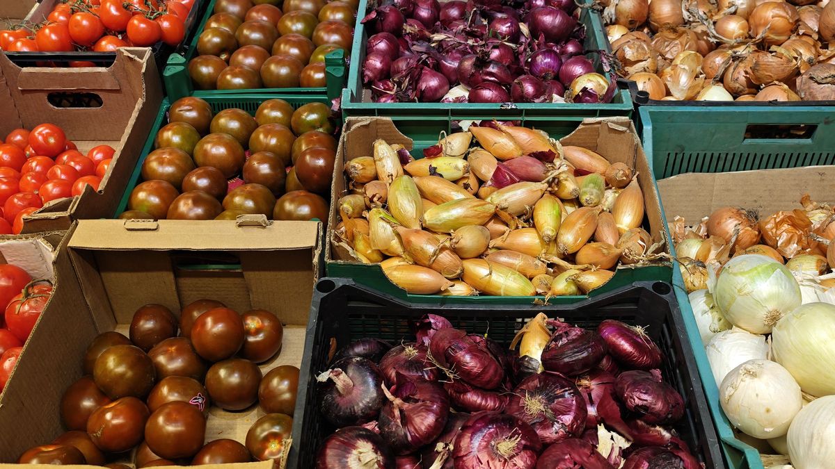 Cebula ma wiele ciekawych odmian