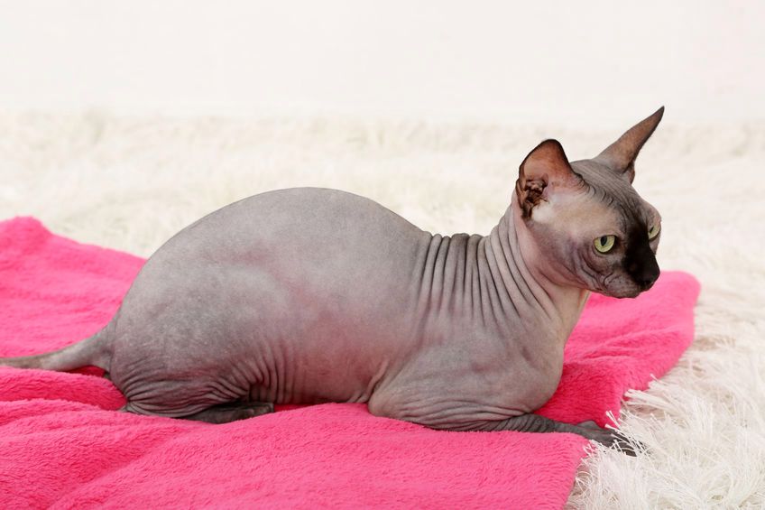 Kot sfinks kanadyjski