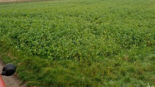 Droga do pól przez działkę sąsiada – kiedy można wymusić drogę konieczną?