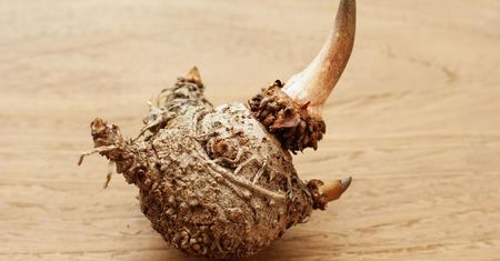 Konjac – właściwości i zastosowanie