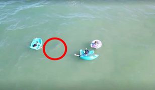 Spokojnie pływali w oceanie. Dron nagrał, co czaiło się koło nich