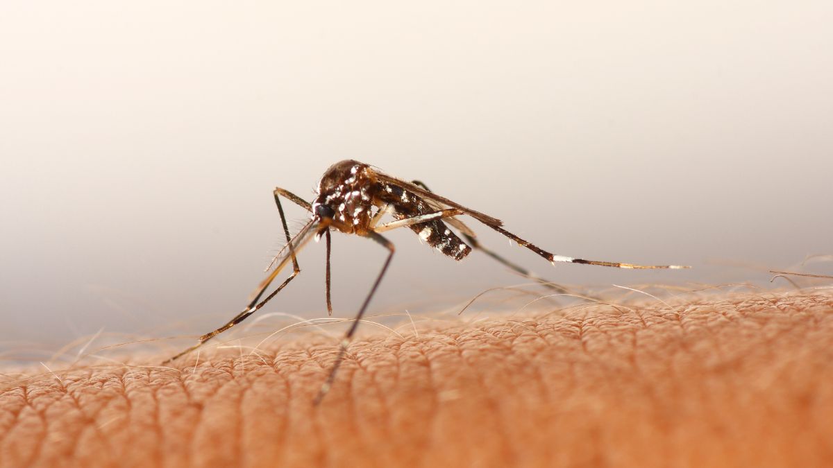 Domowy sposób na odstraszenie komarów