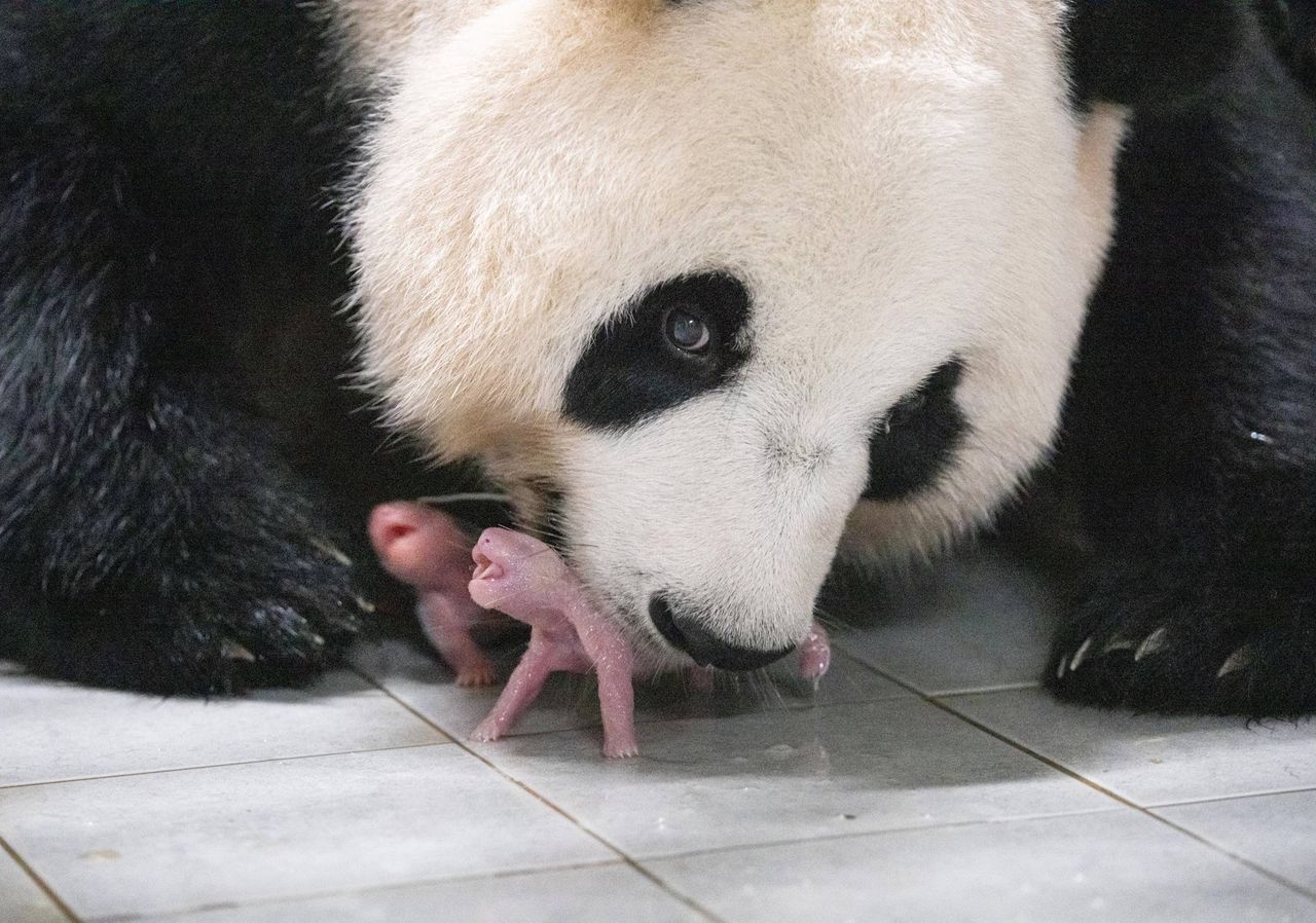 Panda Ai Bao urodziła bliźnięta.