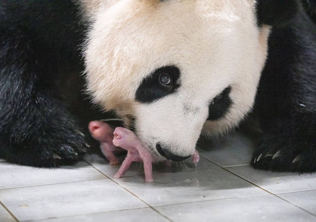 Panda wielka urodziła bliźniaki. Na zdjęciach wyglądają przeuroczo