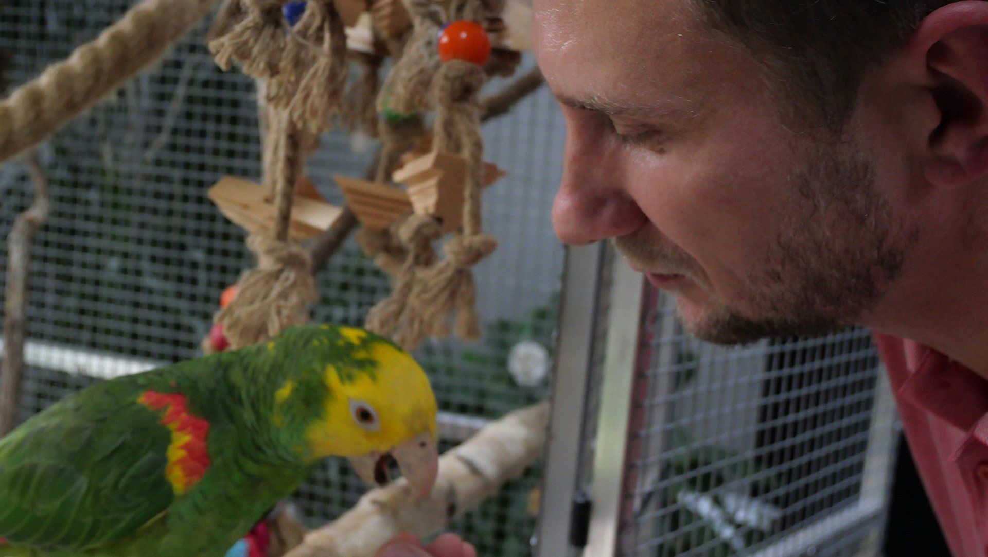 Papuga, która mówi. Poznajcie Romka