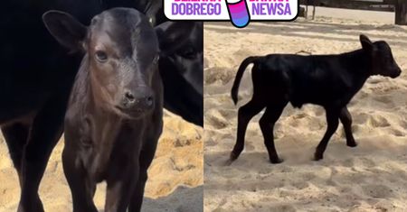 Pedro jest wielkości psa. Zoo z Wrocławia chwali się nowym mieszkańcem