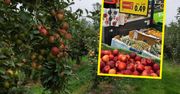 Jabłka za 49 groszy. Sadownicy w szoku. "Kaufland mnie dziś zamurował!"