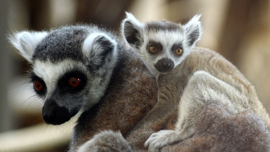 Warszawa. Nowe zwierzęta w stołecznym Zoo (fot. Warszawskie Zoo)