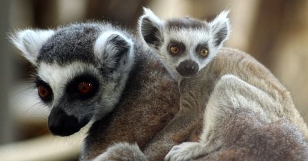 Warszawskie Zoo ma nowych mieszkańców