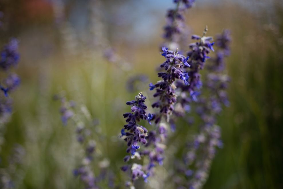 Zeiss Milvus 35 mm f/2 - przykładowe zdjęcia z najtańszego obiektywu w nowej serii 2