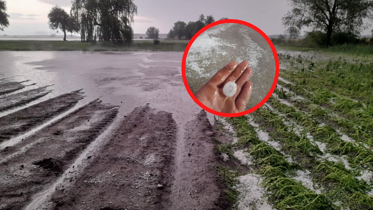 Żywioł nie oszczędził upraw.